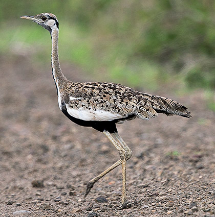 Black-bellied Bustard